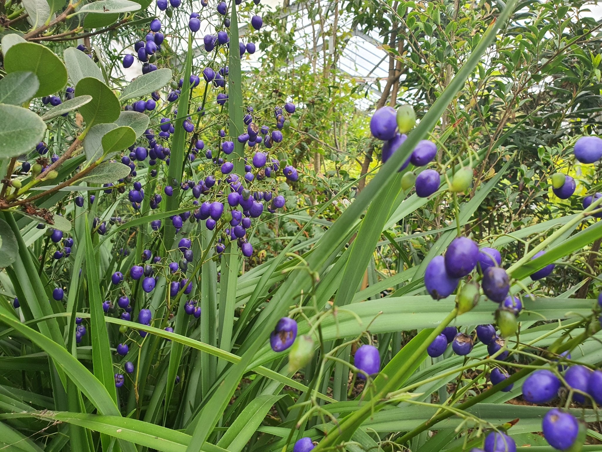 Dianella tasmanica - Herrenkamper Gärten - Pflanzenraritäten