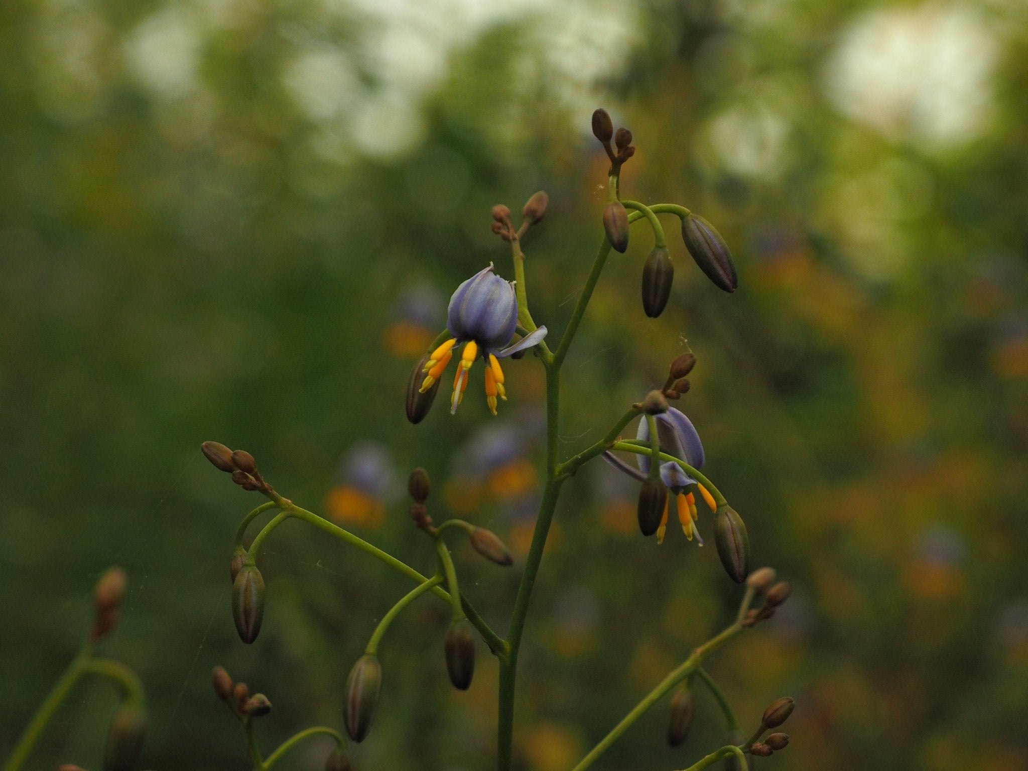 Dianella tasmanica - Herrenkamper Gärten - Pflanzenraritäten