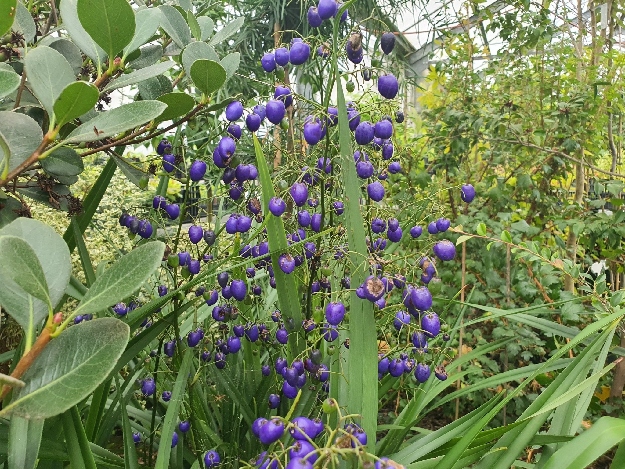 Dianella tasmanica - Herrenkamper Gärten - Pflanzenraritäten
