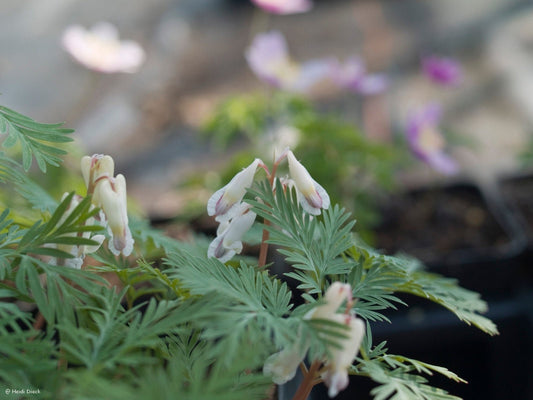 Dicentra canadensis - Herrenkamper Gärten - Pflanzenraritäten