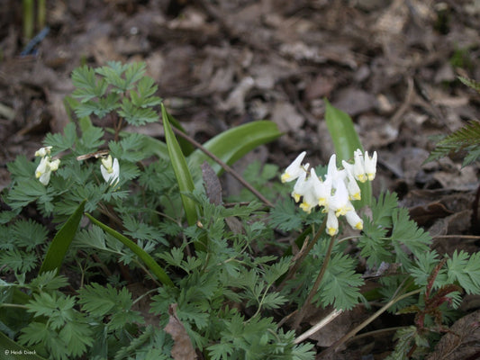 Dicentra cucullaria - Herrenkamper Gärten - Pflanzenraritäten