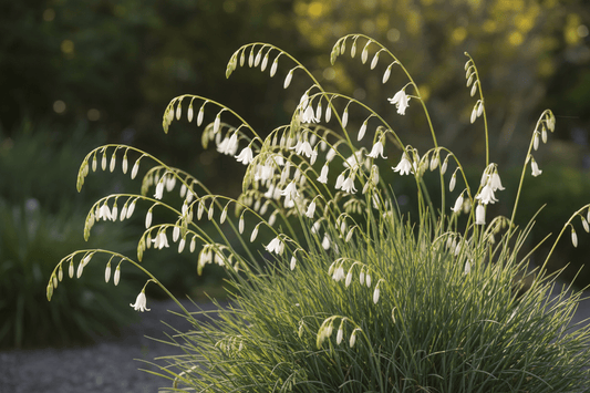 Dierama agyreum - Herrenkamper Gärten - Pflanzenraritäten
