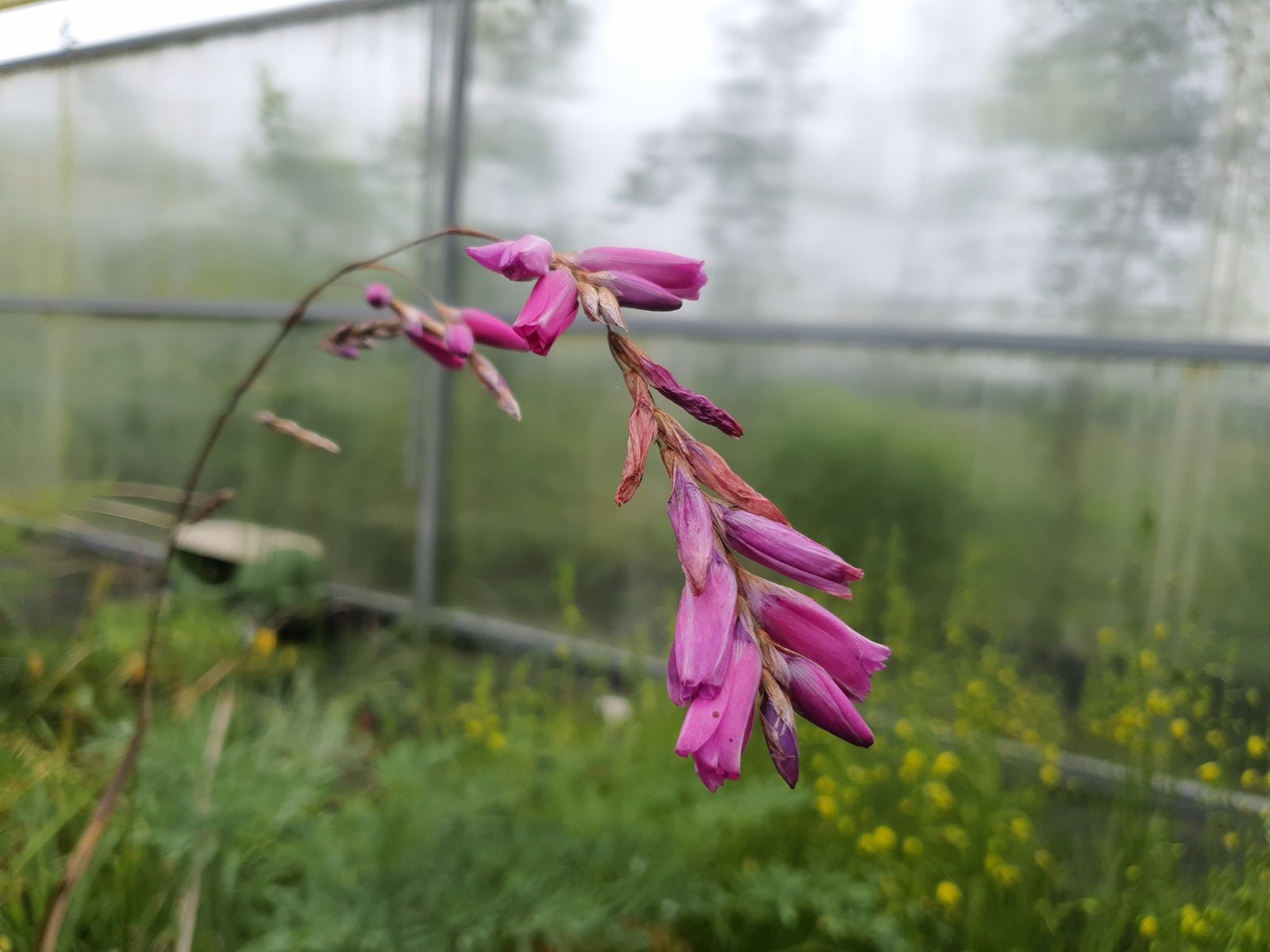 Dierama 'Autumn Sparkler' - Herrenkamper Gärten - Pflanzenraritäten