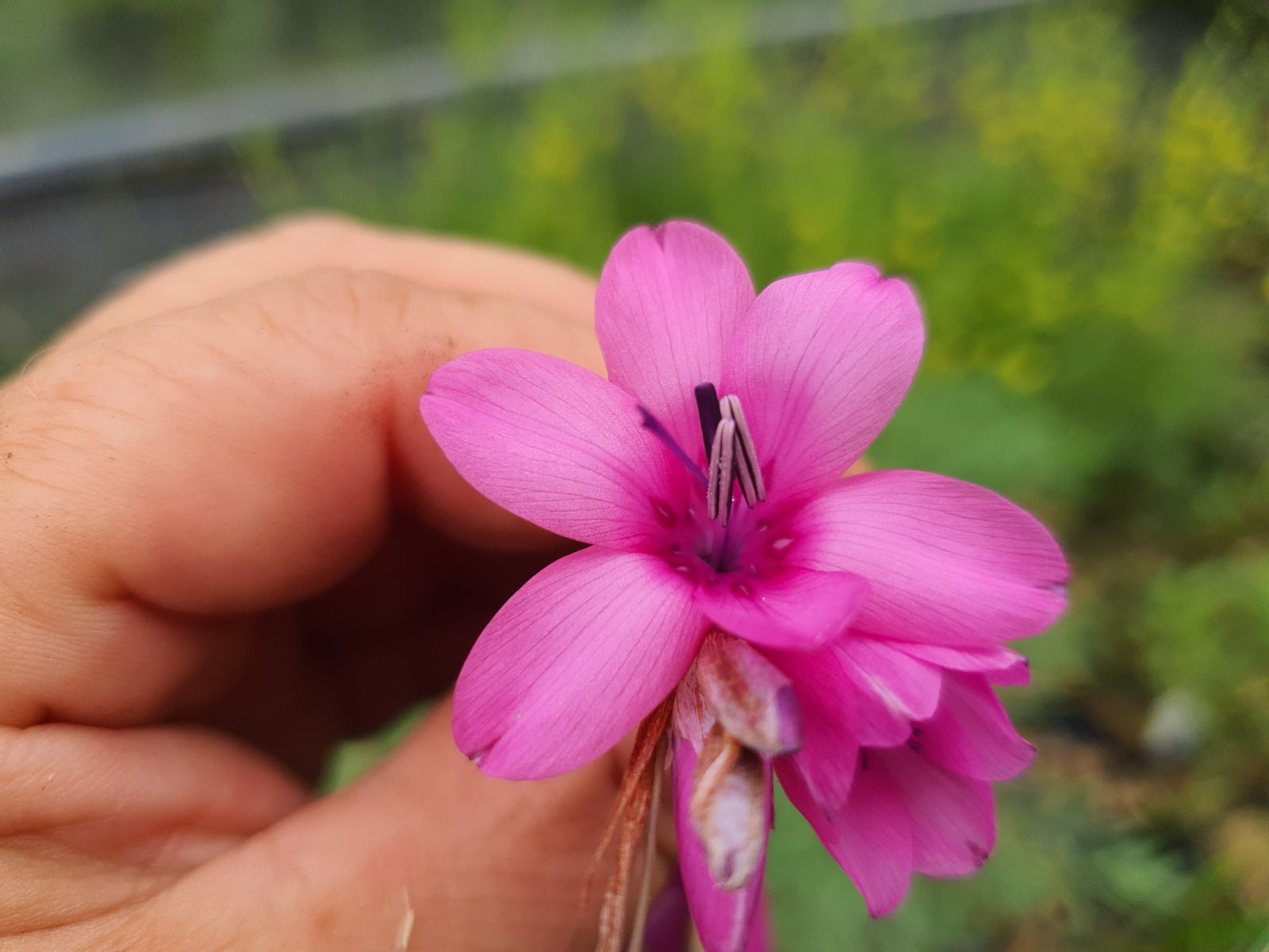 Dierama 'Autumn Sparkler' - Herrenkamper Gärten - Pflanzenraritäten