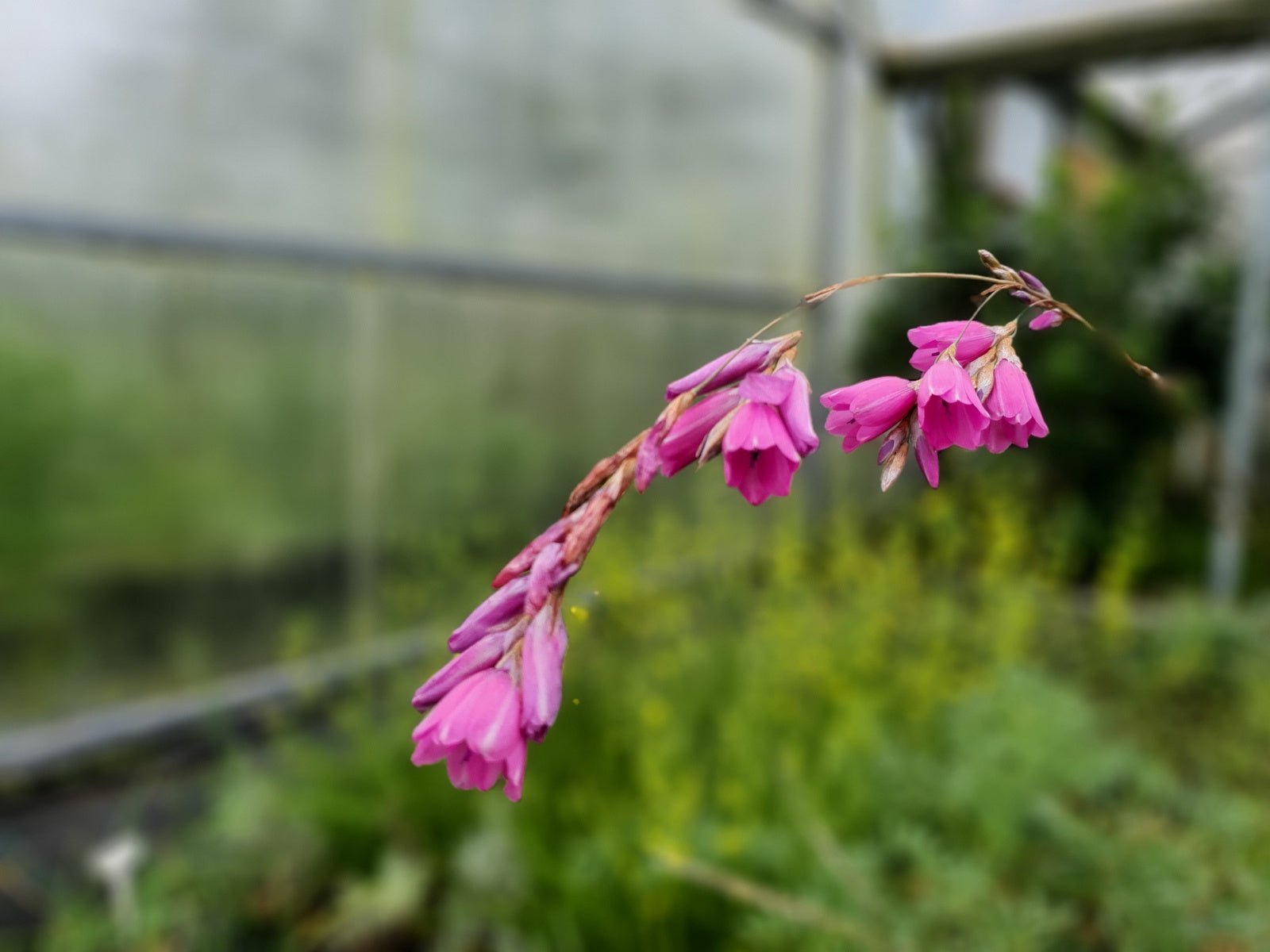 Dierama 'Autumn Sparkler' - Herrenkamper Gärten - Pflanzenraritäten