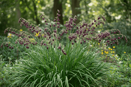 Dierama ' Blackbird' - Herrenkamper Gärten - Pflanzenraritäten