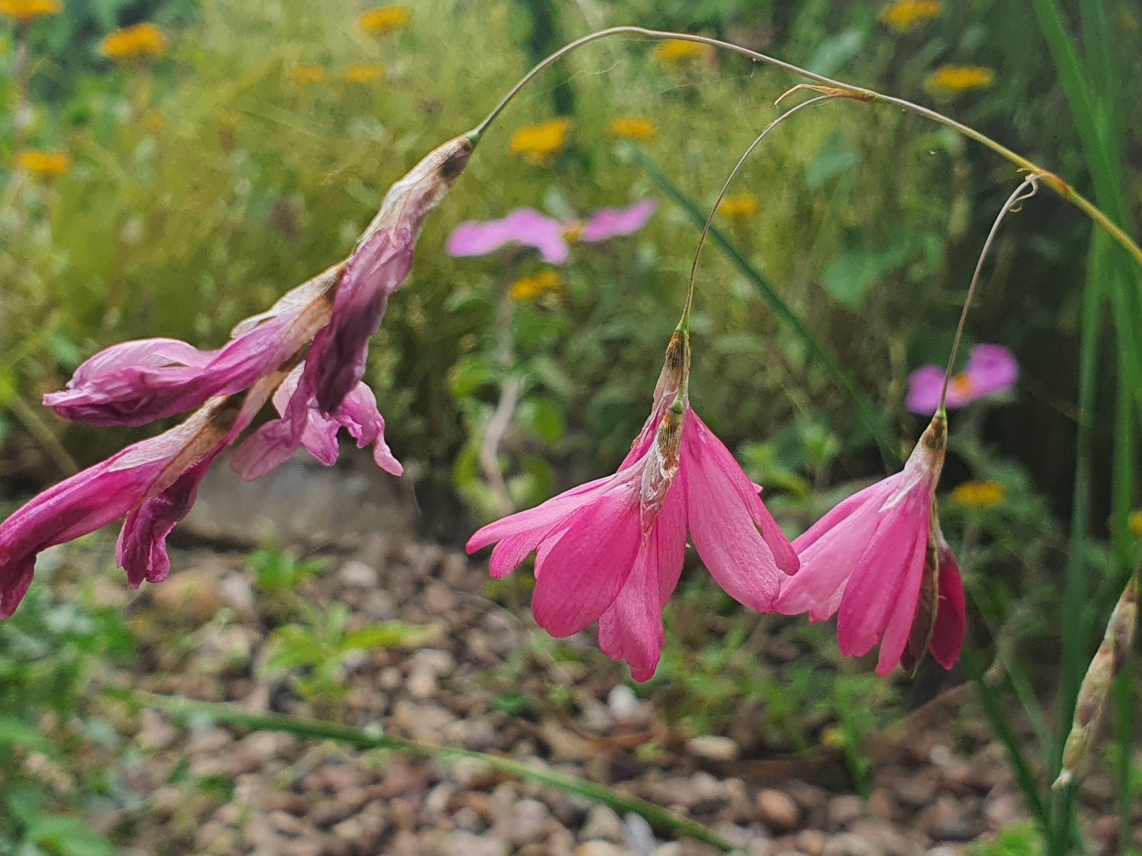 Dierama igneum - Herrenkamper Gärten - Pflanzenraritäten