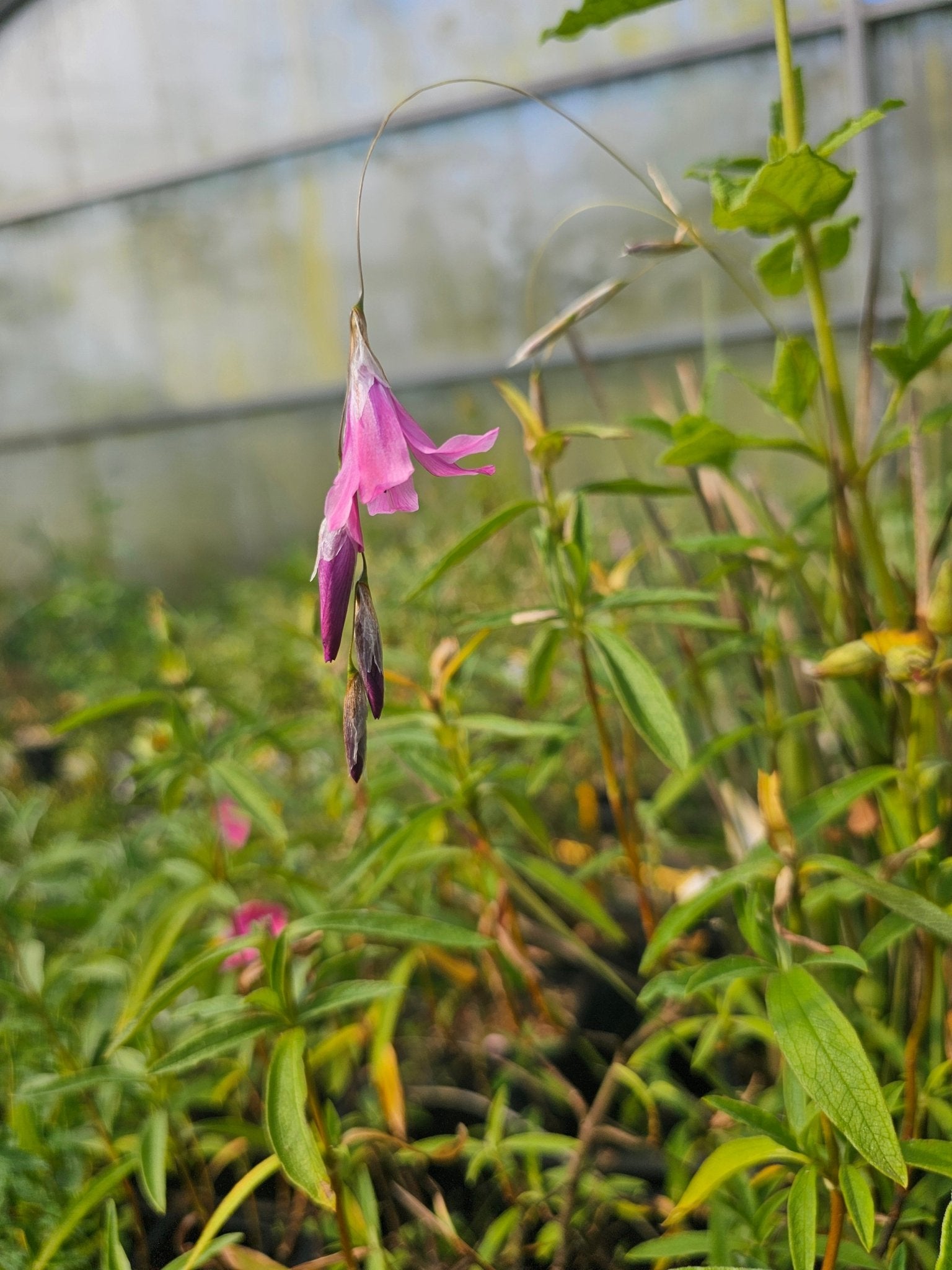 Dierama mossii - Herrenkamper Gärten - Pflanzenraritäten