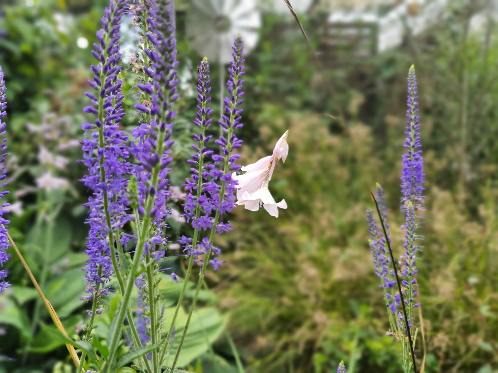 Dierama pauciflorum - Herrenkamper Gärten - Pflanzenraritäten