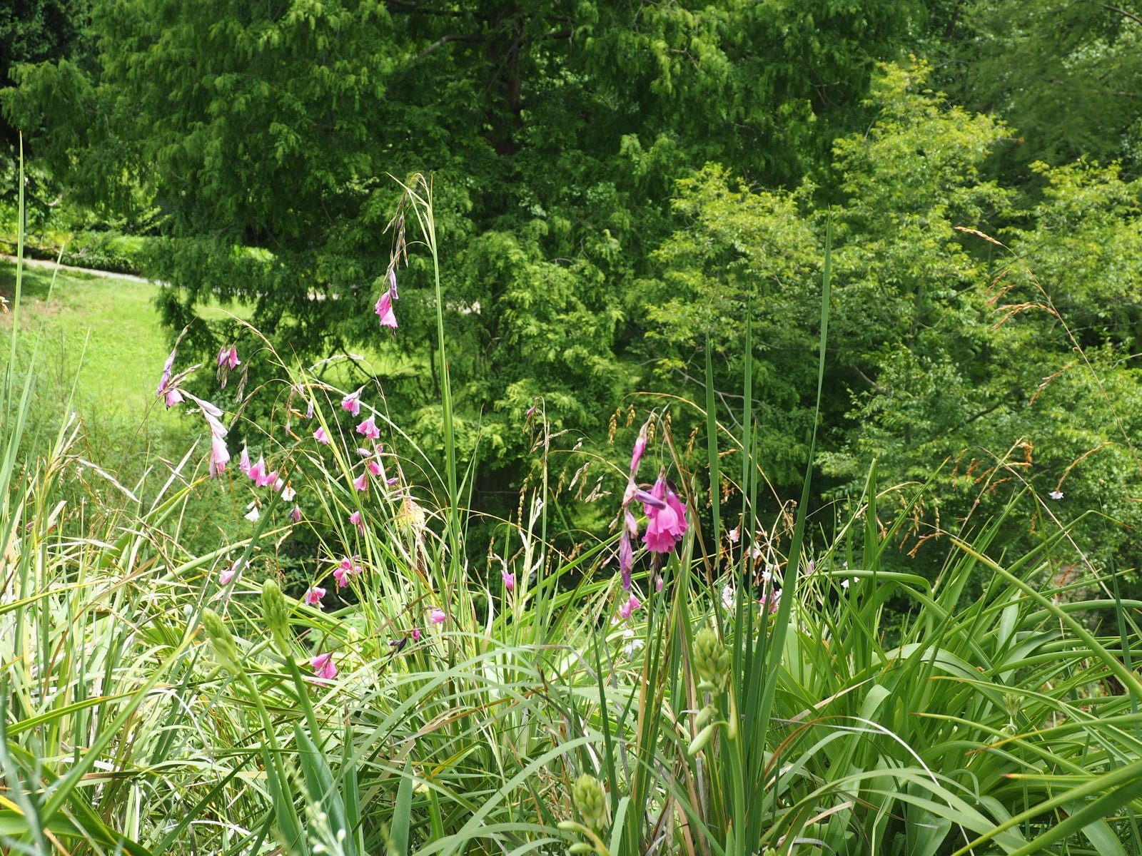 Dierama pulcherrimum - Herrenkamper Gärten - Pflanzenraritäten