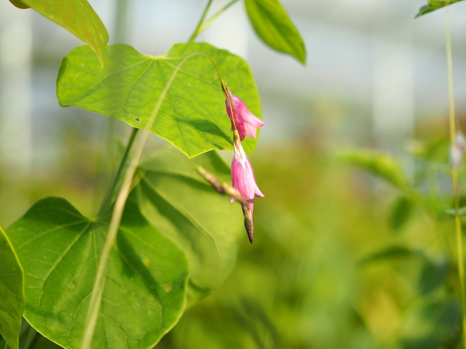 Dierama riparia - Herrenkamper Gärten - Pflanzenraritäten