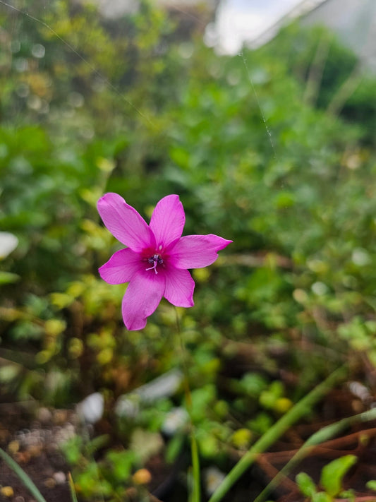 Dierama trichorizum - Herrenkamper Gärten - Pflanzenraritäten