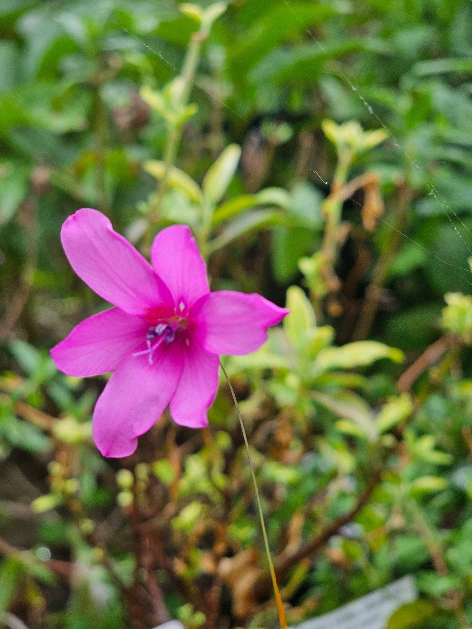 Dierama trichorizum - Herrenkamper Gärten - Pflanzenraritäten