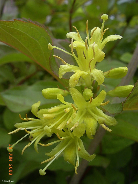 Diervilla sessilifolia 'Butterfly' - Herrenkamper Gärten - Pflanzenraritäten