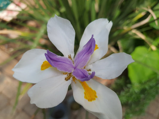 Dietes grandiflora - Herrenkamper Gärten - Pflanzenraritäten