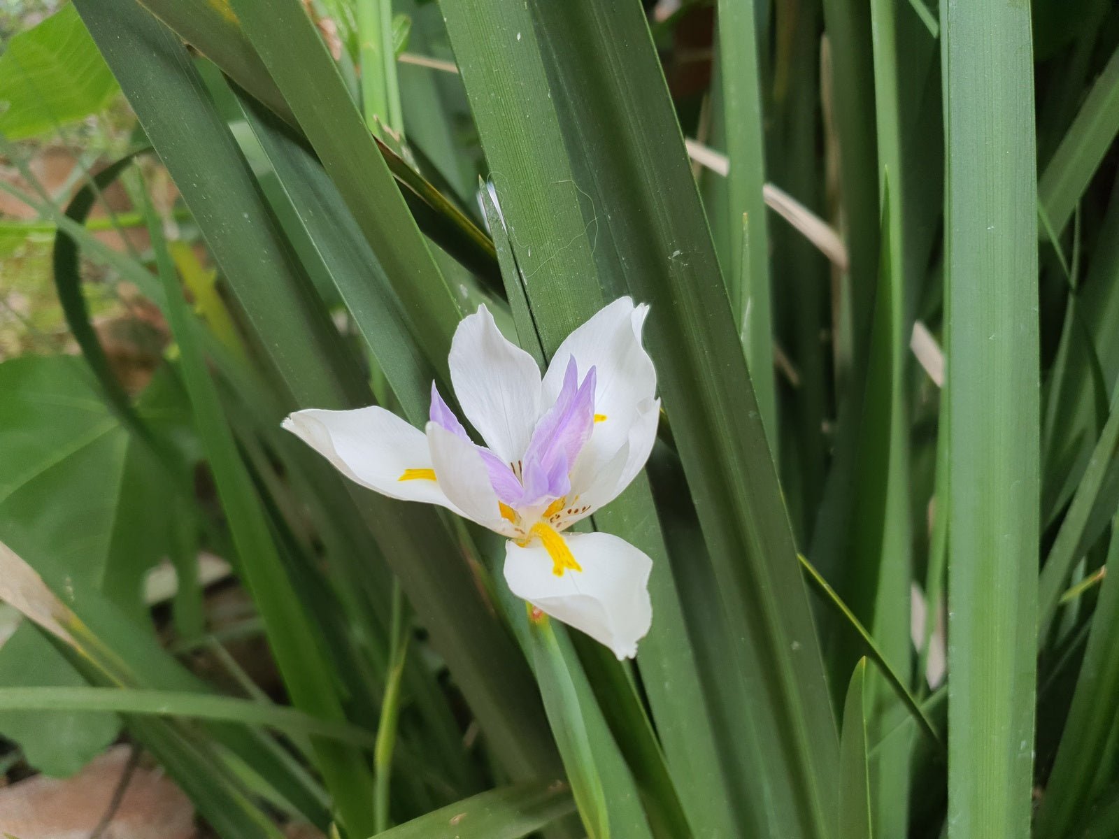 Dietes grandiflora - Herrenkamper Gärten - Pflanzenraritäten