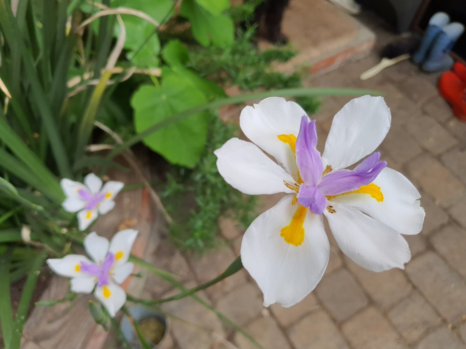 Dietes grandiflora - Herrenkamper Gärten - Pflanzenraritäten