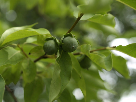 Diospyros kaki - Herrenkamper Gärten - Pflanzenraritäten