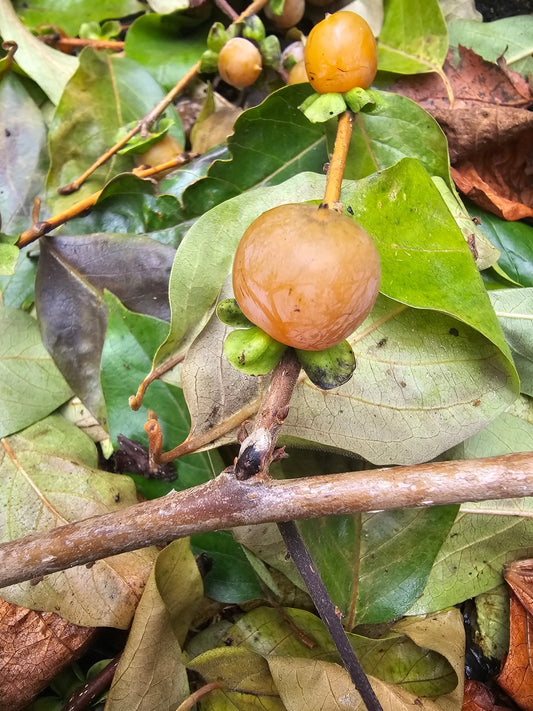 Diospyros lotus - Herrenkamper Gärten - Pflanzenraritäten