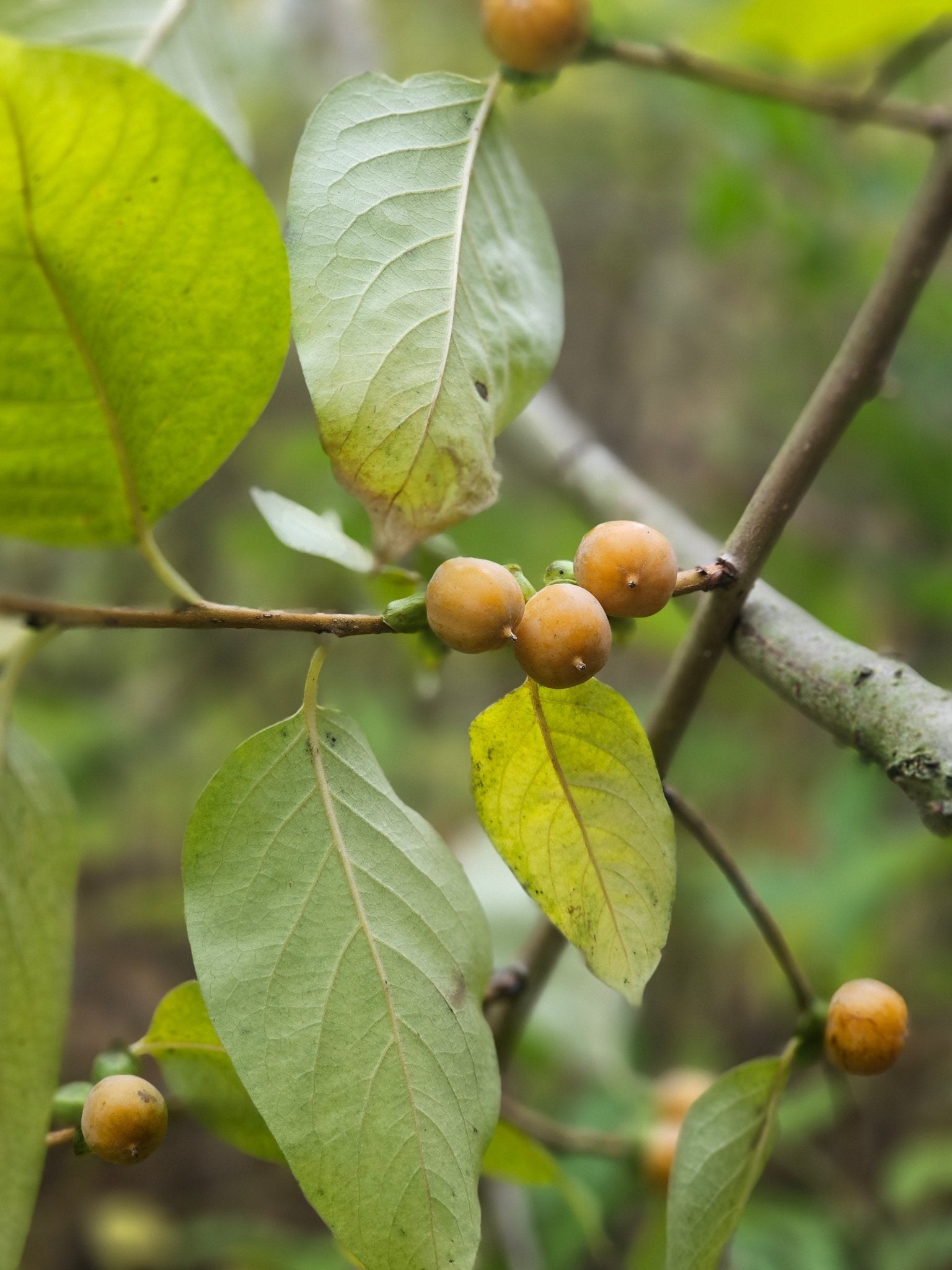 Diospyros lotus - Herrenkamper Gärten - Pflanzenraritäten