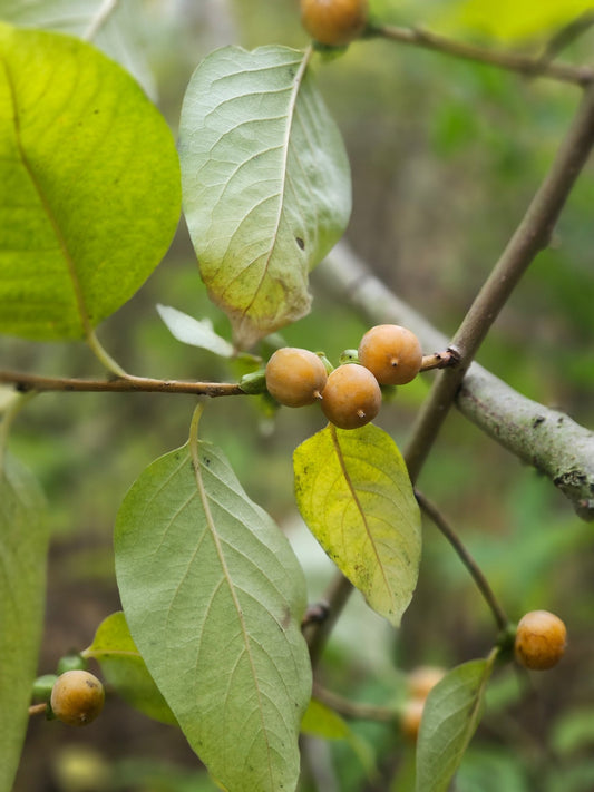 Diospyros lotus - Herrenkamper Gärten - Pflanzenraritäten