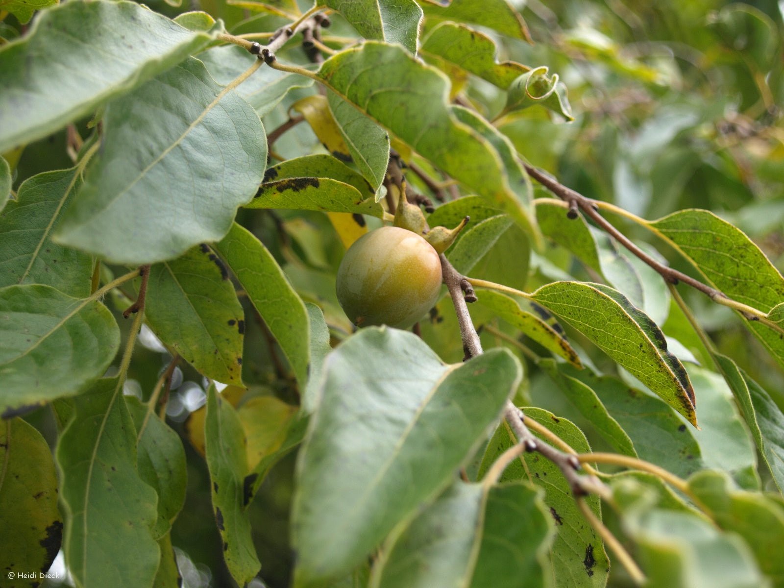 Diospyros virginiana - Herrenkamper Gärten - Pflanzenraritäten