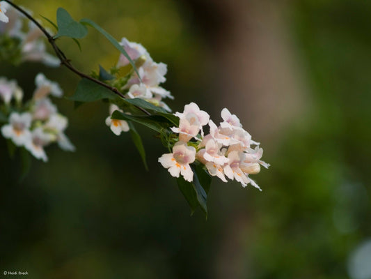 Dipelta floribunda - Herrenkamper Gärten - Pflanzenraritäten