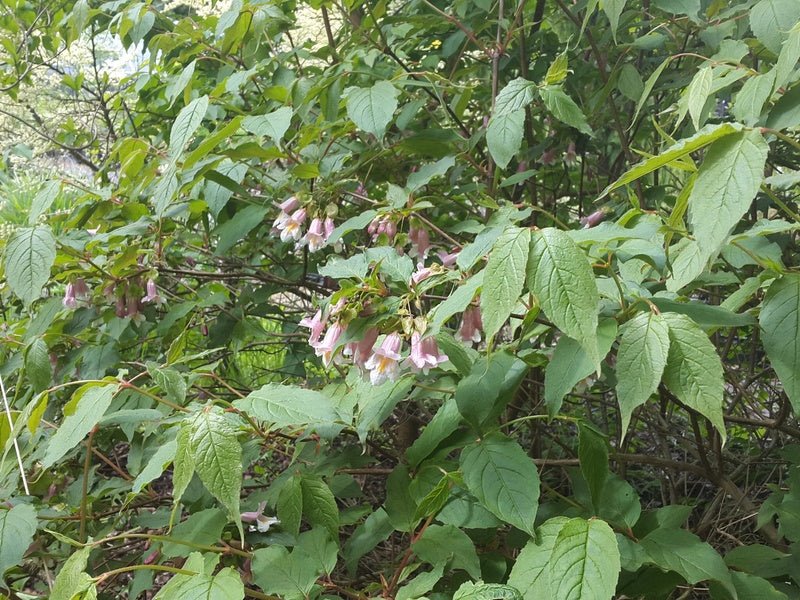 Dipelta ventricosa - Herrenkamper Gärten - Pflanzenraritäten