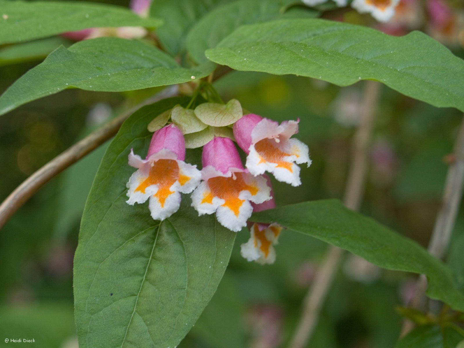 Dipelta ventricosa - Herrenkamper Gärten - Pflanzenraritäten