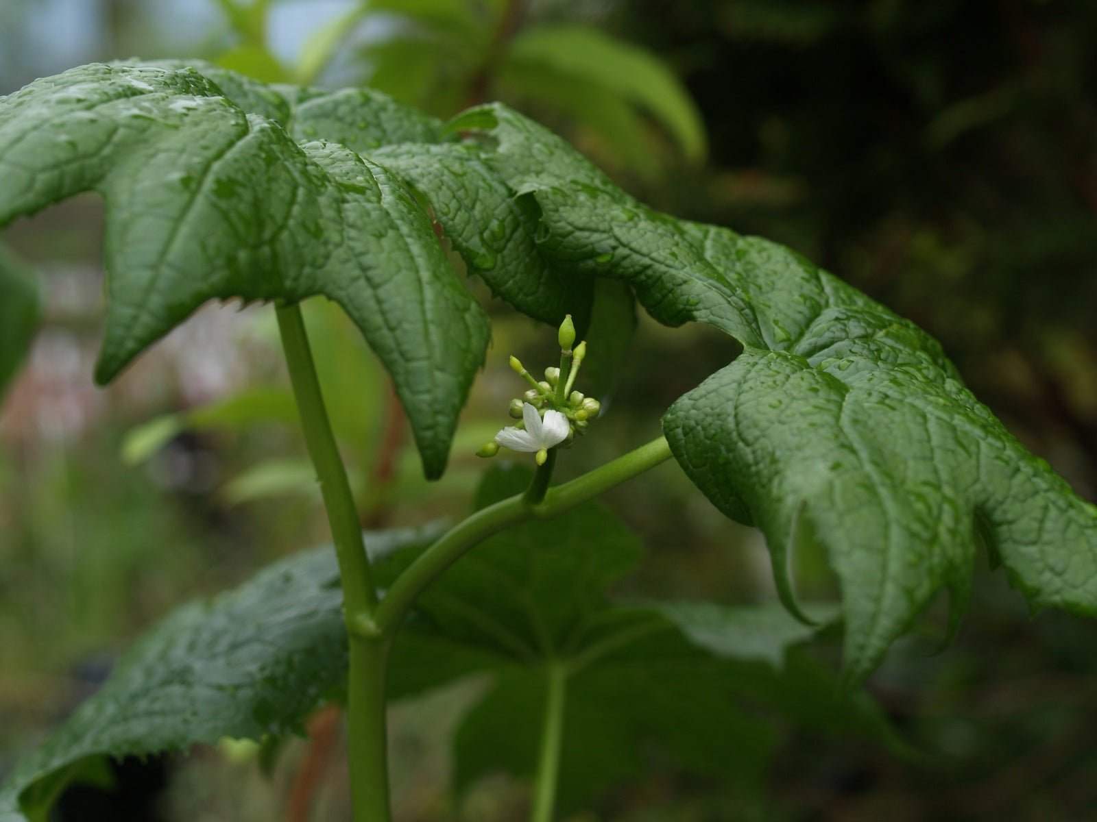 Diphylleia cymosa - Herrenkamper Gärten - Pflanzenraritäten