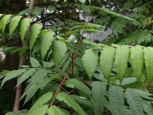 Dipteronia sinensis - Herrenkamper Gärten - Pflanzenraritäten