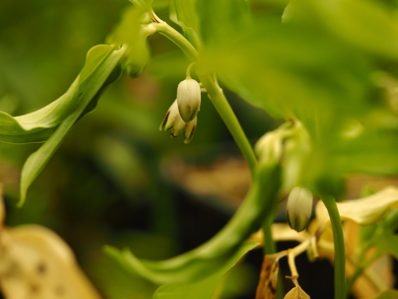 Disporopsis aspersa - Herrenkamper Gärten - Pflanzenraritäten