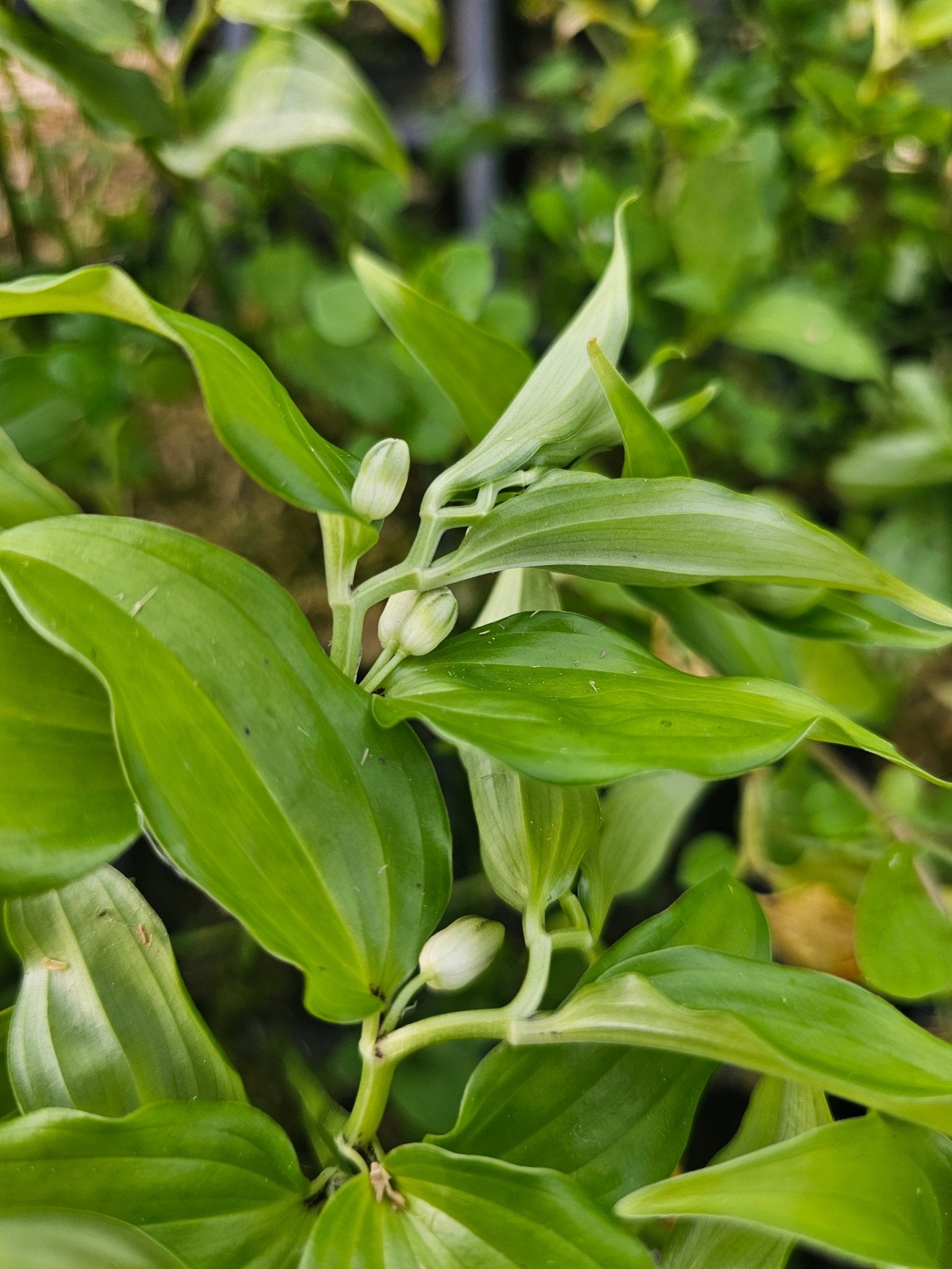 Disporopsis aspersa - Herrenkamper Gärten - Pflanzenraritäten