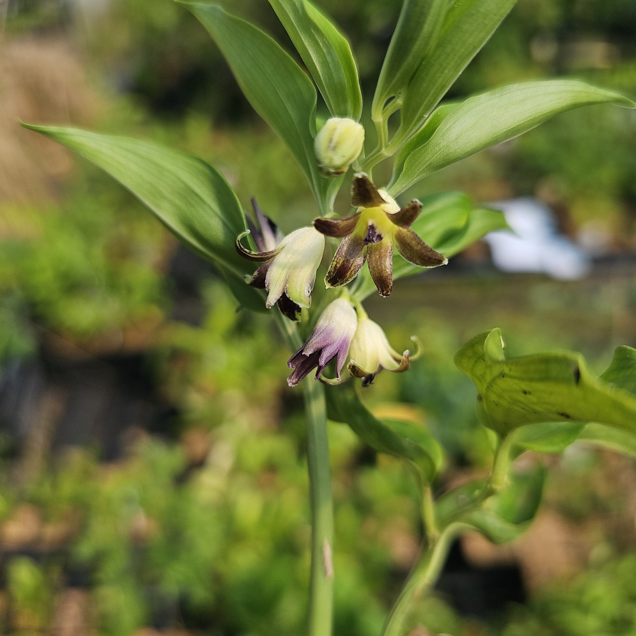 Disporopsis aspersa - Herrenkamper Gärten - Pflanzenraritäten