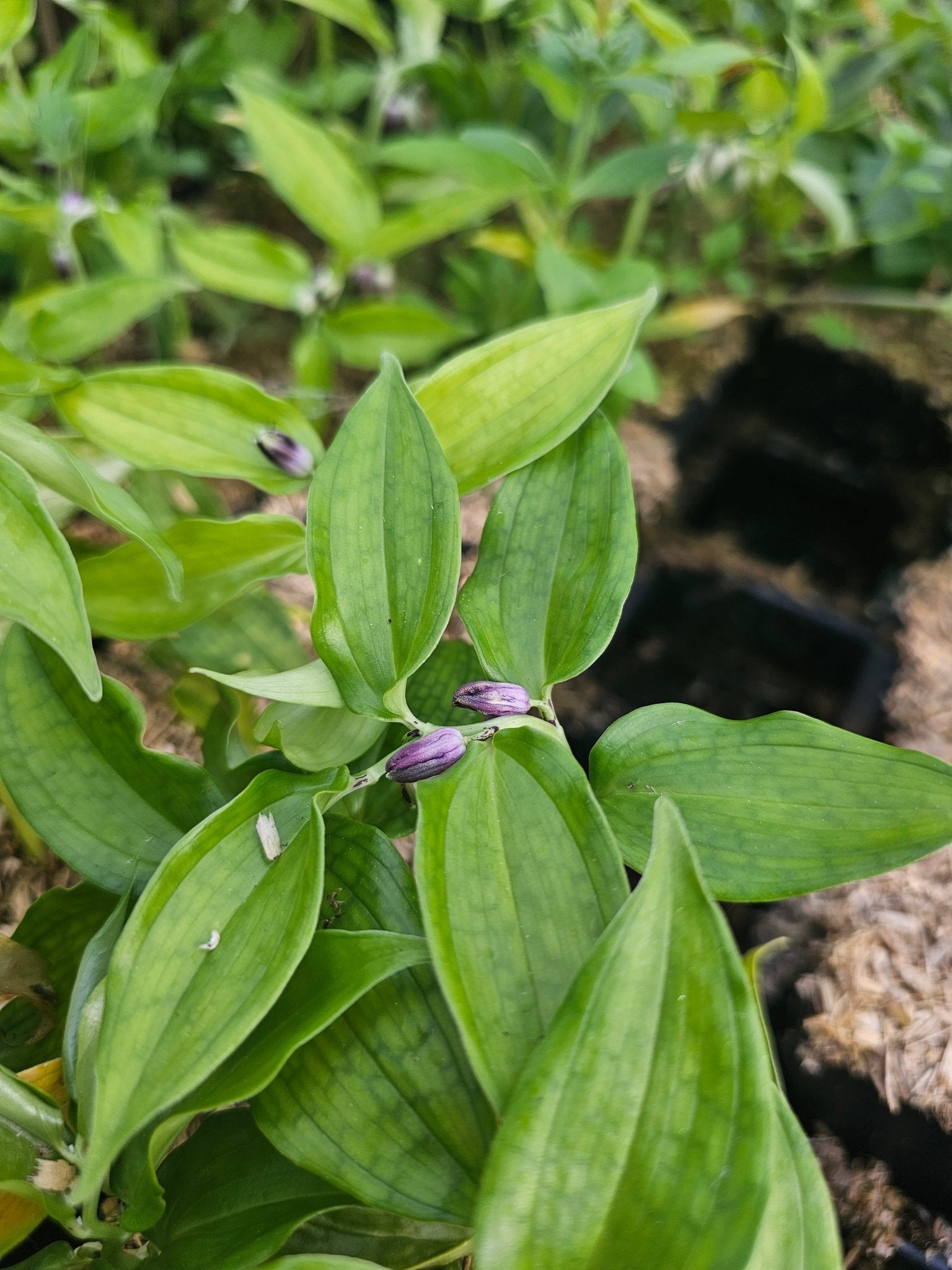 Disporopsis jinfushanensis - Herrenkamper Gärten - Pflanzenraritäten