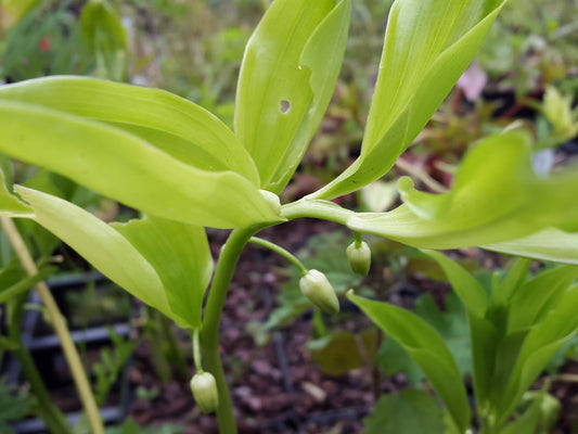 Disporopsis luzoniensis BSWJ3891 - Herrenkamper Gärten - Pflanzenraritäten