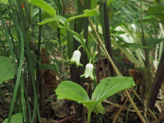 Disporopsis pernyi - Herrenkamper Gärten - Pflanzenraritäten