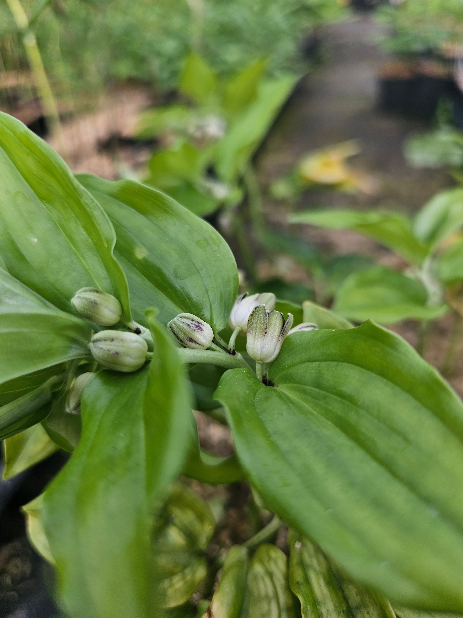 Disporopsis undulata 'Dwarf' - Herrenkamper Gärten - Pflanzenraritäten