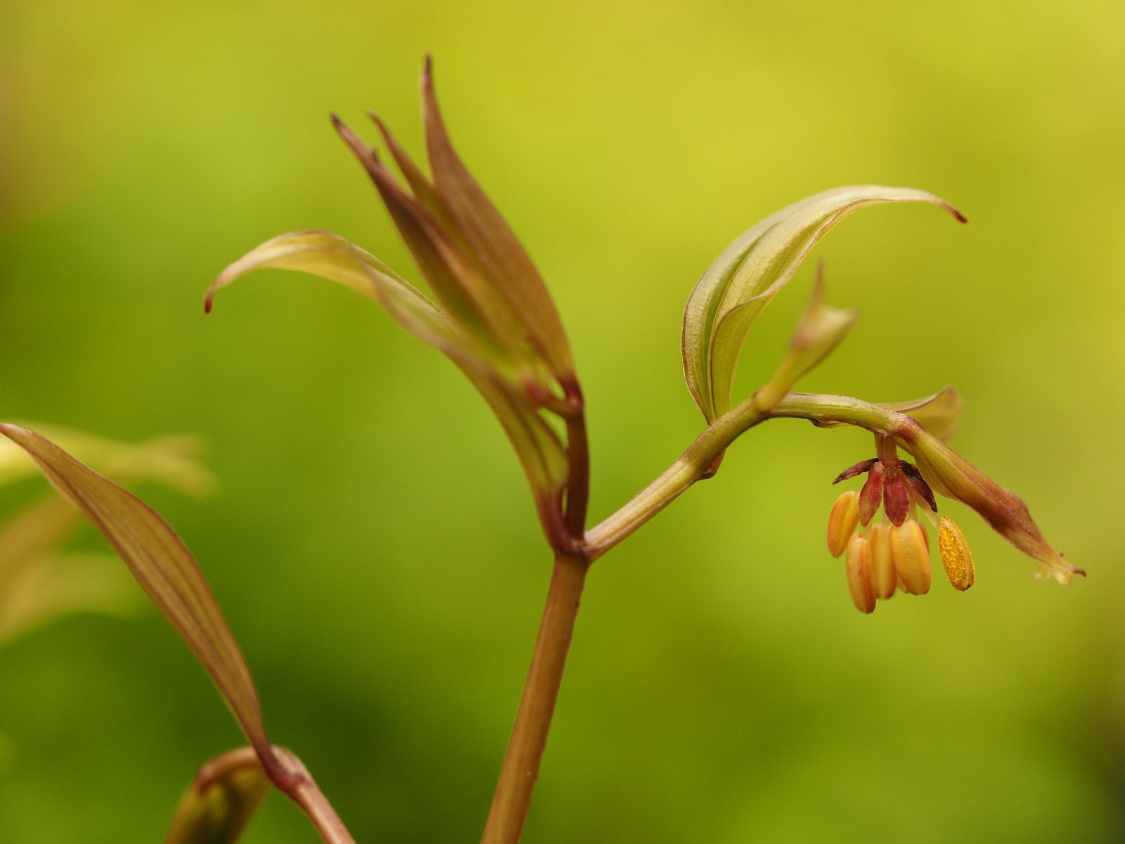 Disporum bodinieri - Herrenkamper Gärten - Pflanzenraritäten