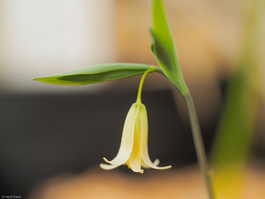 Disporum bodinieri - Herrenkamper Gärten - Pflanzenraritäten