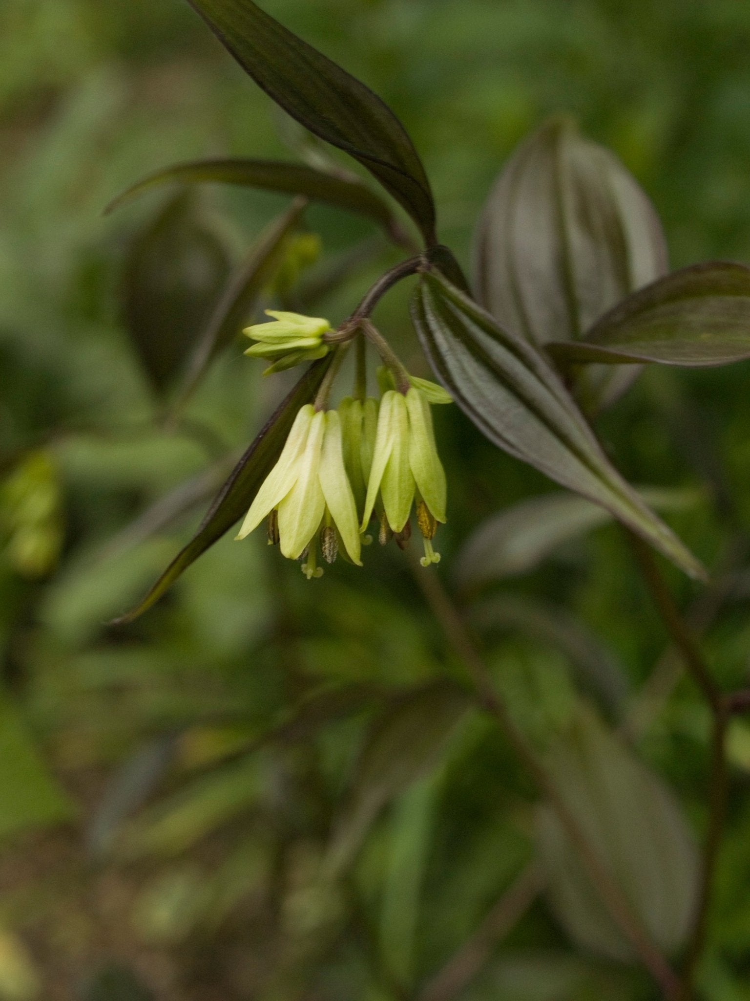 Disporum cantoniense 'Night Heron' - Herrenkamper Gärten - Pflanzenraritäten