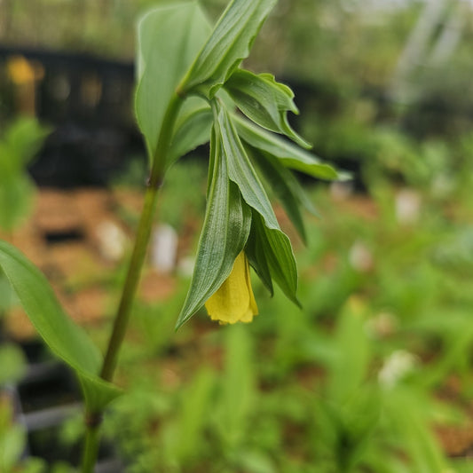 Disporum uniflorum - Herrenkamper Gärten - Pflanzenraritäten