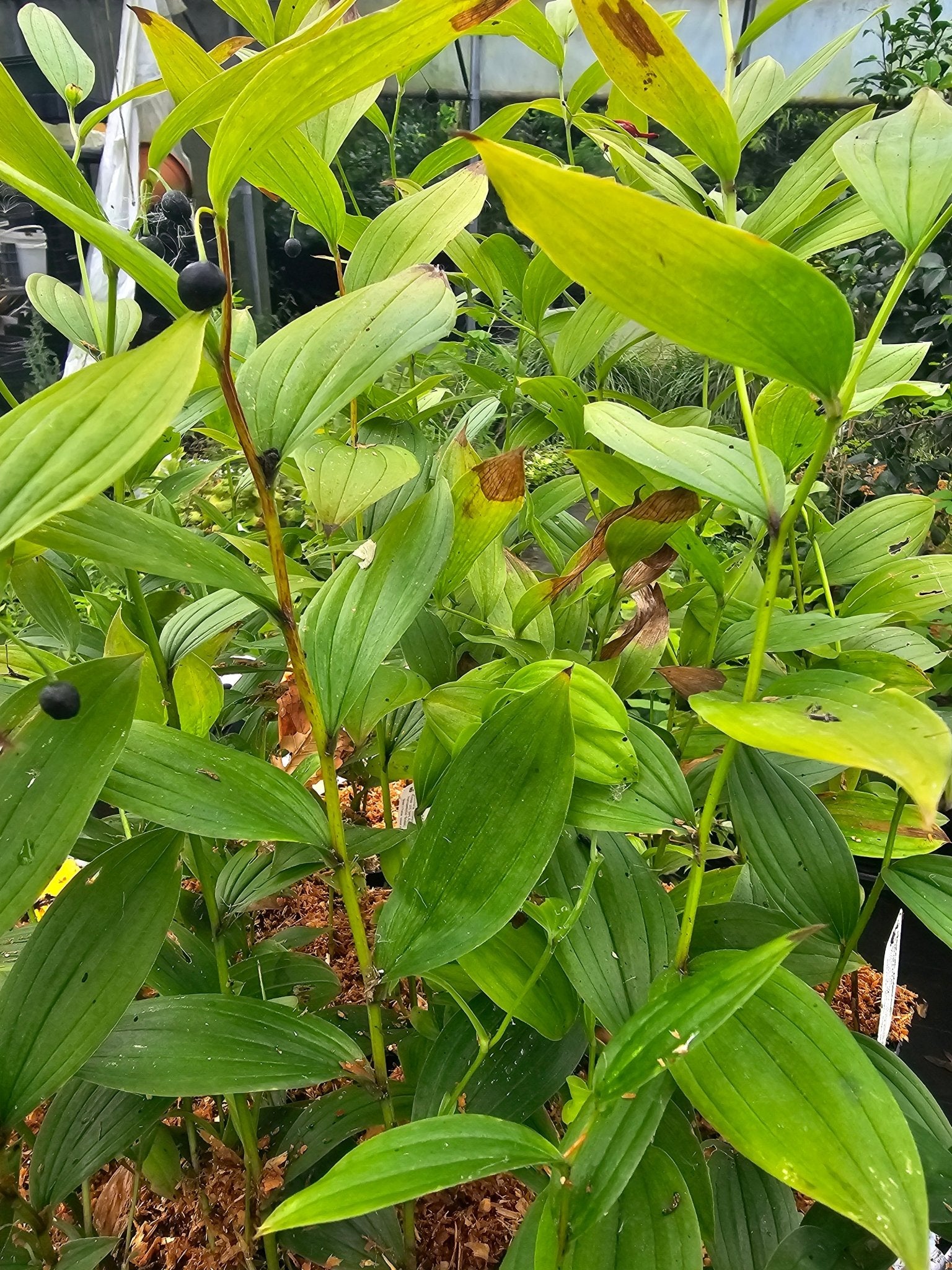 Disporum viridescens - Herrenkamper Gärten - Pflanzenraritäten