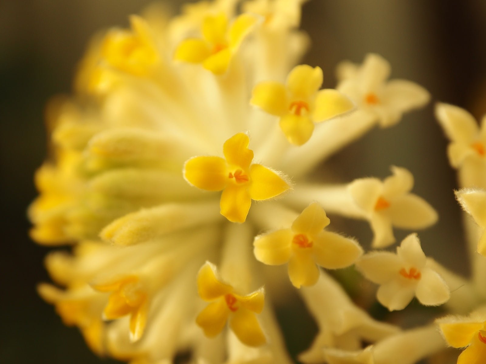 Edgeworthia chrysantha - Herrenkamper Gärten - Pflanzenraritäten