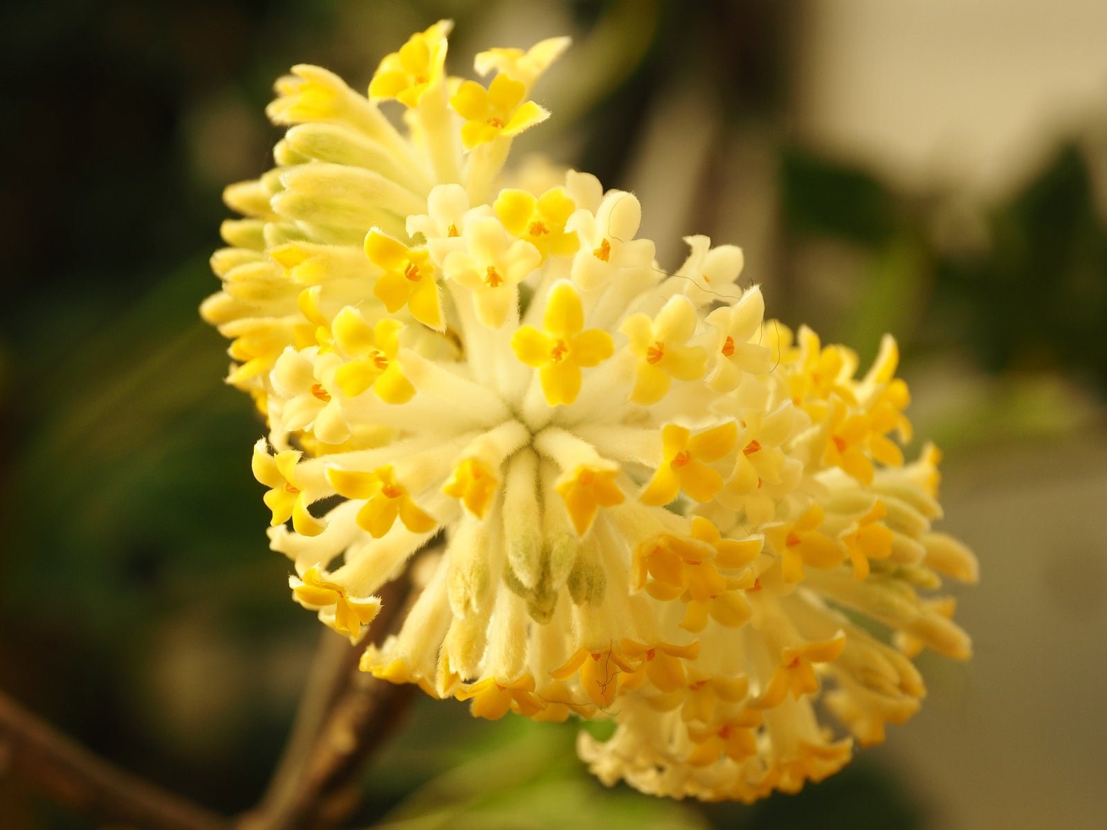 Edgeworthia chrysantha - Herrenkamper Gärten - Pflanzenraritäten