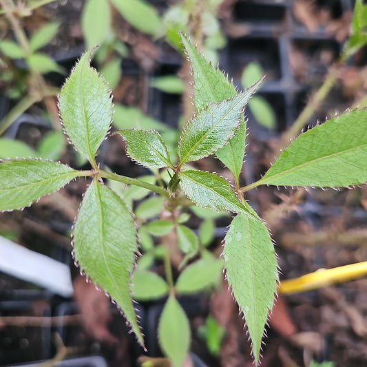 Eleutherococcus leucorrhizus var. setchuenensis - Herrenkamper Gärten - Pflanzenraritäten