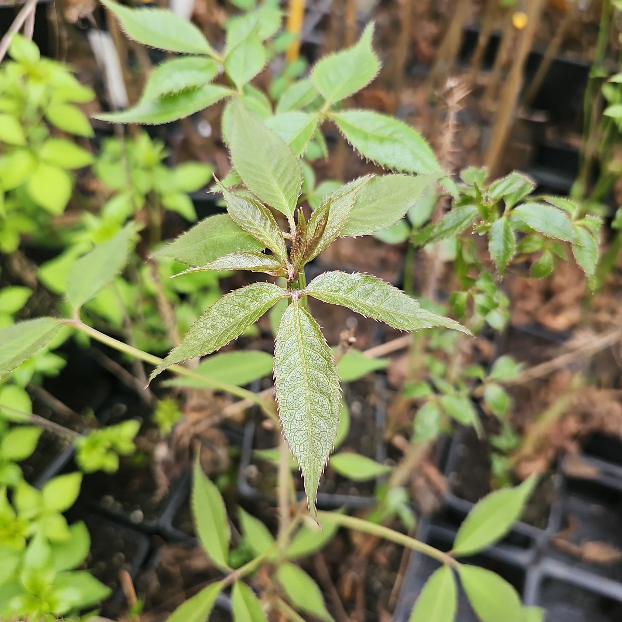 Eleutherococcus leucorrhizus var. setchuenensis - Herrenkamper Gärten - Pflanzenraritäten