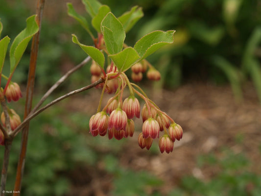 Enkianthus campanulatus - Herrenkamper Gärten - Pflanzenraritäten