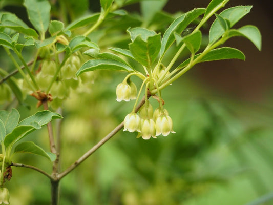 Enkianthus campanulatus 'Albiflorus' - Herrenkamper Gärten - Pflanzenraritäten