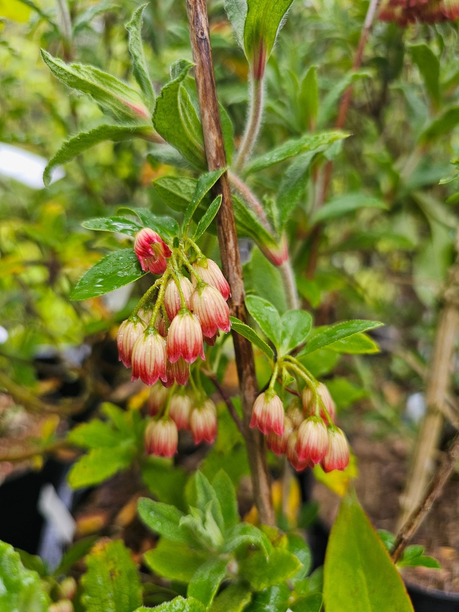 Enkianthus campanulatus 'Pagoda' - Herrenkamper Gärten - Pflanzenraritäten